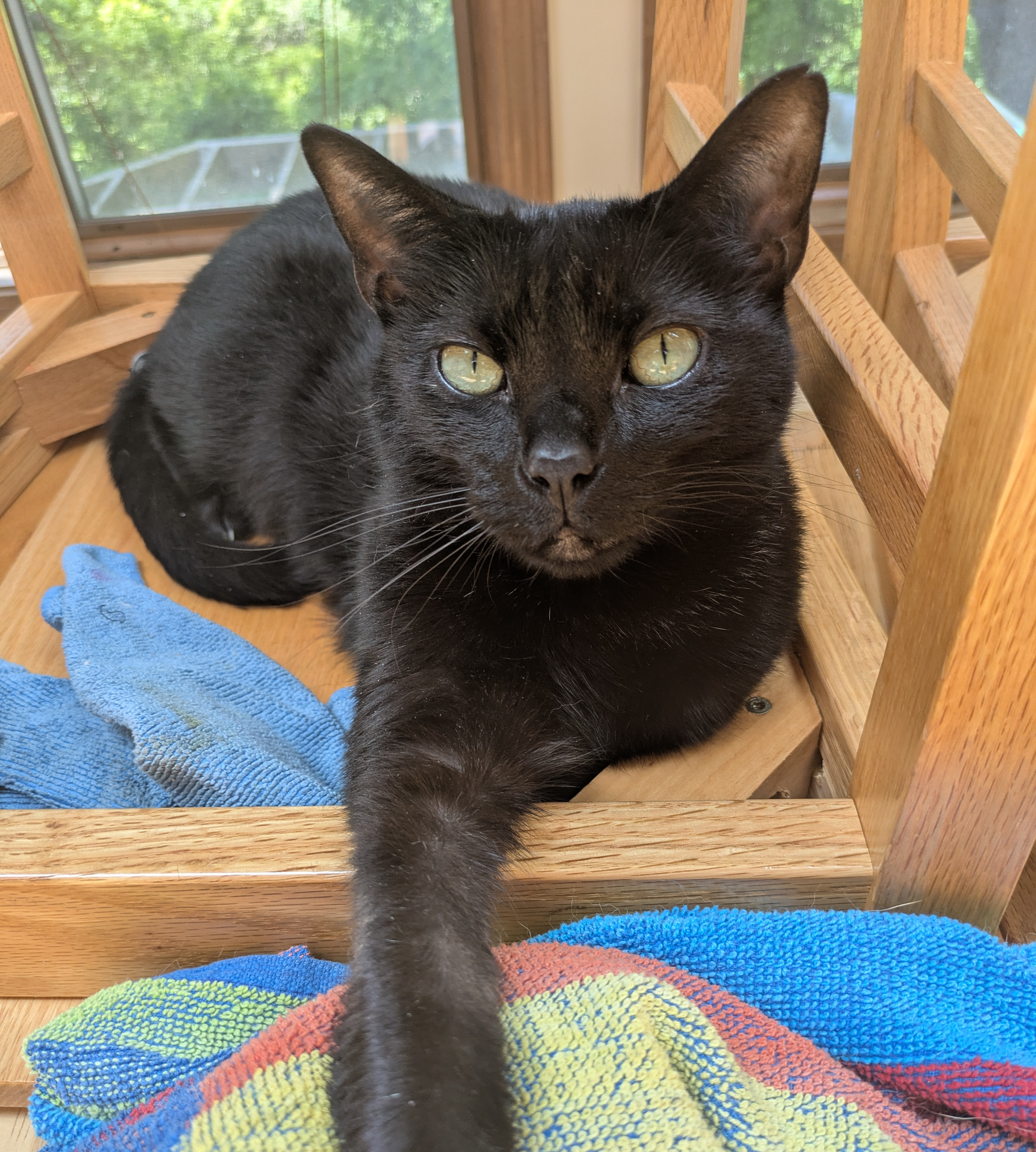 A picture of my cat Dora